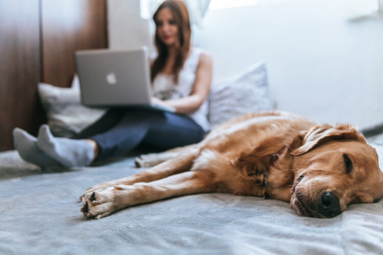 Eine Person sitzt auf einem Bett und arbeitet an einem Laptop, während ein schlafender Hund im Vordergrund liegt.